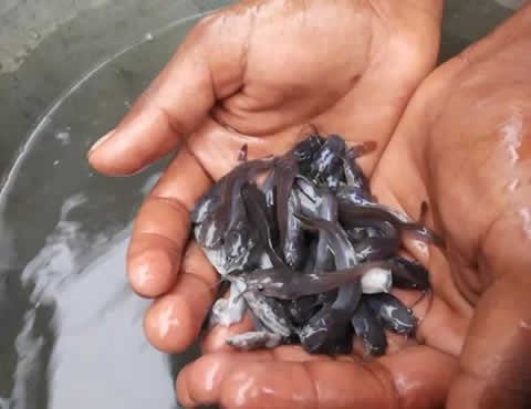 Catfish Juveniles