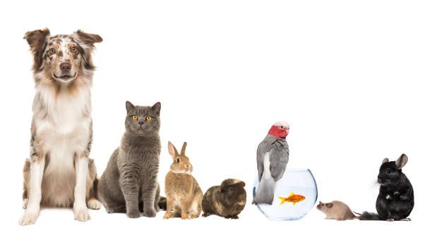 Animal & Pets