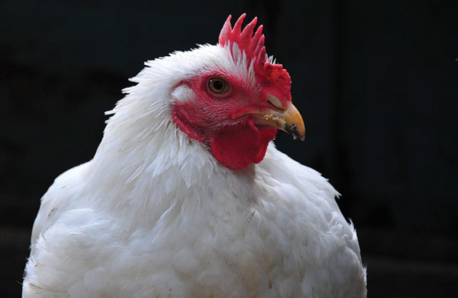 Broiler Chicken