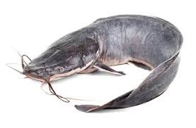 Fresh Catfish