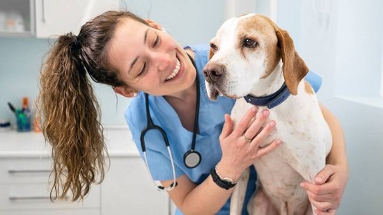 Pet Services